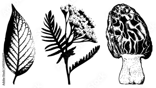 Detailed botanical vector art of a leaf, fern, and morel mushroom, rendered in high contrast black ink with stippling texture, ideal for print, design, or educational use.