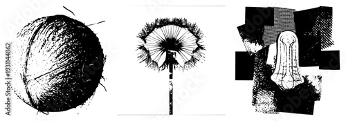 Dandelion seed head with fine, abstract geometric shapes, halftone textures, black and white vector art, isolated botanical illustration.