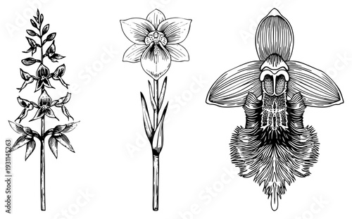 Botanical orchid drawings showcasing anatomy, delicate petals, stem structures, and textured in vector style.