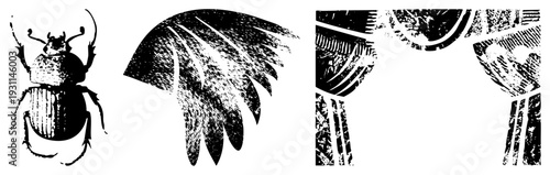 Black and white vector featuring a beetle, stylized feather, and decorative curtain swags with halftone texture. Flat graphic design elements for UI or print.