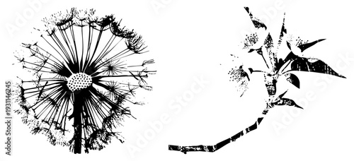 Black and white vector dandelion with seeds, lily flower with leaves, graphic botanical art, isolated plant elements, halftone texture effect.