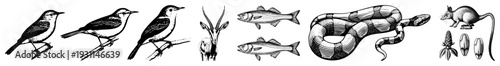 Detailed black and white vector drawings of wildlife including birds perched, antelope, fish, coiled snake, and rodent with seeds, rendered in clean art with minimal shading.