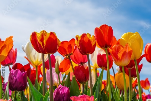 A stunning view of a colorful tulip garden beneath a clear blue sky, showcasing various shapes and hues. Ideal for spring promotions and nature-themed projects, evoking joy and natural beauty.