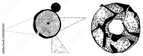 Sliced citrus fruit revealing pulp segments, dotted halftone, geometric triangulation, stylized botanical illustration, vector art.