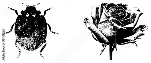 Black and white vector art of ladybug and rose, halftone texture, engraved style, isolated foreground, graphic design element, nature symbols.