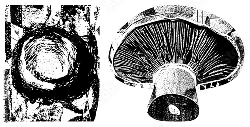 sectioned mushroom gills and stem anatomy, halftone textured vector art, biological specimen, fungal morphology, isolated natural forms.
