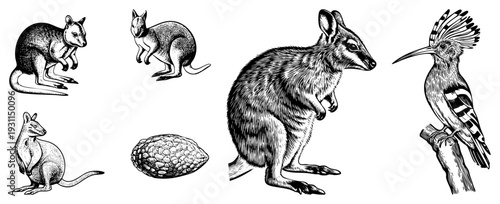 Classic engraved wildlife art featuring kangaroos in various poses and a hoopoe bird perched on a branch, rendered in detailed hatching and stippling techniques.