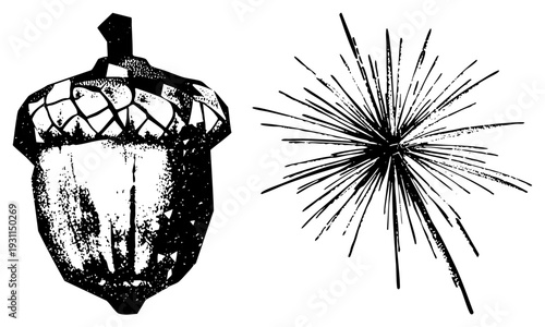 Graphic design elements featuring acorn with textured cap and starburst rays, vector art, nature and explosion motifs, isolated foreground.