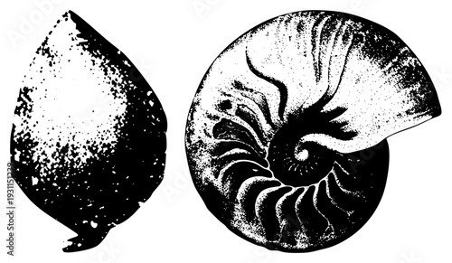 Black and white halftone of nautilus spiral & ammonite, paleontological specimen, scientific illustration,.