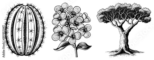 Hand drawn botanical art spiky cactus, clustered flowers, sprawling tree ideal for nature, vintage, or educational designs.