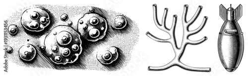 Scientific cell diagram showing organelles, vesicles, nucleus, biological structures, cytology, microscopic anatomy, isolated biological entities.
