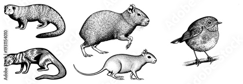 Classic engraved style depicting mink, capybara, rat, porcupine, and bird, rendered in fine hatching for texture and depth. Ornamental wildlife art, natural history illustration, engraved fauna.