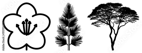 Vector and foliage in black, cherry blossom, palm frond, acacia tree silhouette, minimalist nature design, graphic elements for branding or UI.