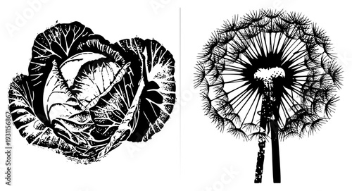 Stylized cabbage with layered leaves and dandelion seed head, halftone texture, botanical vector art, isolated foreground elements.