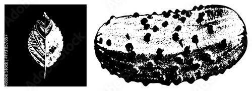 Graphic leaf with vein detail and textured pickle in dot, vector art, design, food illustration, botanical element.