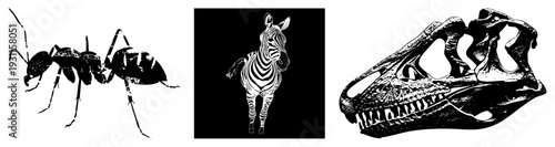 Stylized animal and silhouettes ant, zebra, dinosaur skull. Vector with textured grain. Isolated foreground elements. Scientific illustration, graphic design, nature themes.