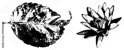 Black and white halftone leaf and water lily, botanical print style, nature illustration, vintage graphic design, vector art.