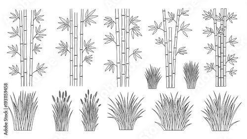 Bamboo Clusters and Tall Grass Plan View Outline Vector Symbols for Landscape Design