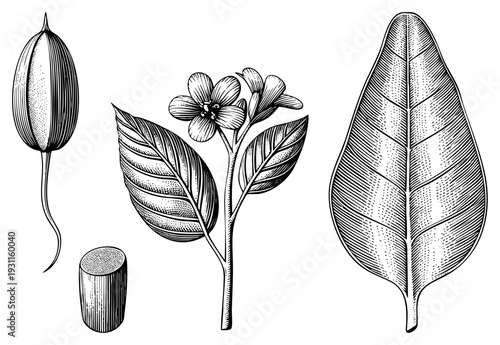 Botanical sketch showing leaf veins, flower blossoms, seed pod, and section, rendered in precise hatching and stippling for scientific accuracy and aesthetic appeal.