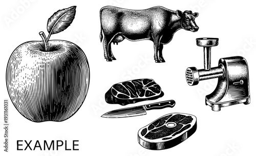 Classic halftone engraved style depicting fresh, beef cow, steak cuts, and meat grinder farm to table food in vector art.