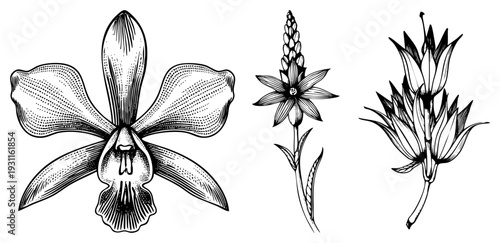 Ornamental sketches featuring orchid, starflower, and lily like blooms, rendered in halftone dotwork and fine, ideal for vintage design, botanical art, or print.