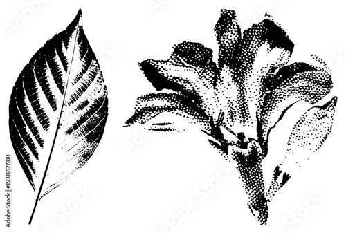 Black and white botanical vector art showing leaf veins and flower petals, halftone texture, nature print, scientific illustration, plant anatomy study.