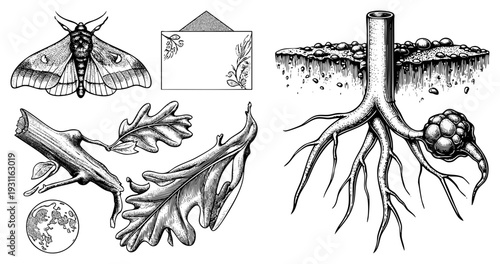 Detailed art of a moth, oak leaves, tree roots, blackberry, and vintage envelope, rendered in classic engraved style, ideal for nature design or vintage branding.