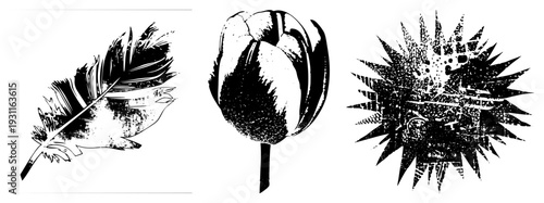 Stylized feather with textured strokes, classic tulip bloom, spiky thistle rendered in halftone dot. Vintage graphic elements, vector art, isolated botanical motifs.