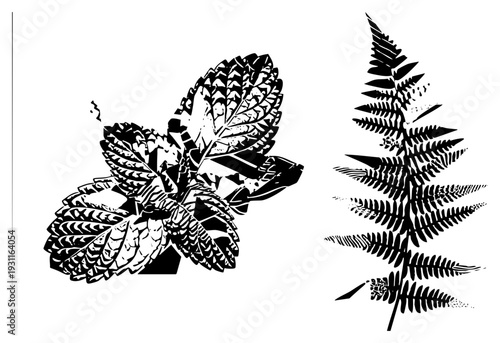 Ornamental plant leaves rendered in high contrast graphic style, fern frond and clustered foliage, vector botanical illustration, nature inspired design element.