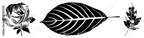 Graphic illustrations of a rose, elongated leaf, and maple leaf with halftone textures,, vector art, isolated elements.