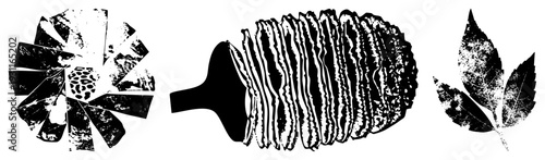 Graphic motif with layered petals, textured leaf cluster, abstract organic shapes, halftone grain overlay, vector art design.