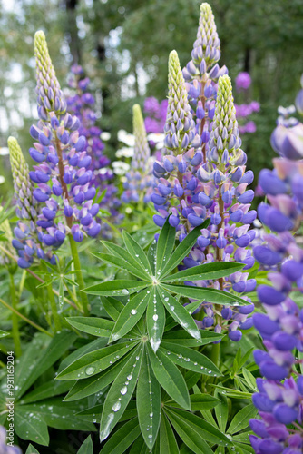 Bunch of beautiful purple lupins are blooming in the summer garden after the rain, drops of water on leaves, trees on the background.