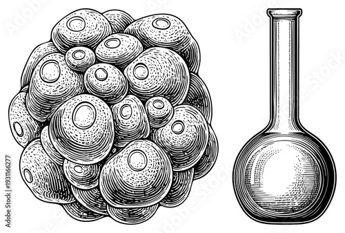 Biological cell cluster with central nuclei, scientific flask, lab glassware, microscopic anatomy, research equipment, biological illustration, cytology diagram.