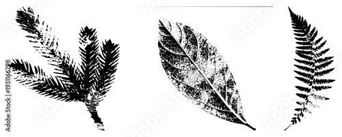 Vector illustration of pine branch, broad leaf, and fern frond, rendered in bold black halftone texture, ideal for nature design, eco branding, or graphic motifs.