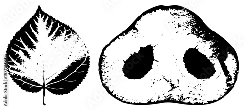 Vector graphic of leaf with vein and pig snout with nostrils, isolated on transparent background, halftone texture, glyph style, nature and animal motifs.