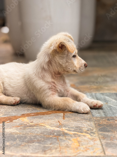 dog on the floor