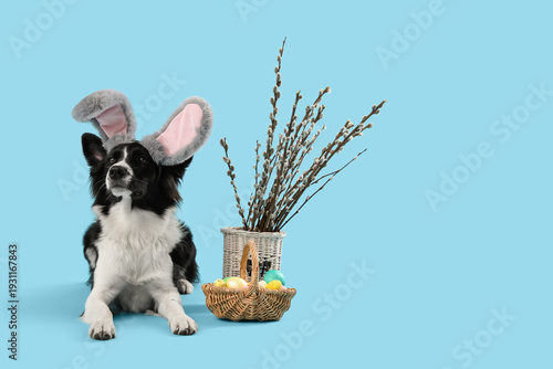 Border Collie dog in bunny ...