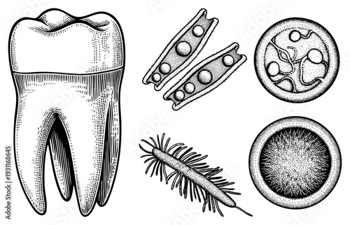 Human molar tooth structure, plaque bacteria, pathogens, periodontal biofilm, dental caries section, microbial colonies, microbiology diagram.