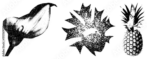 Artistic halftone render of liver organ, sunflower bloom, fruit, vector, stylized botanical and anatomical forms.