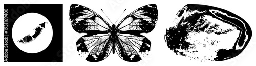 Delicate butterfly silhouette featuring detailed wing venation, etched texture, isolated insect graphic, flat vector art, nature inspired design.