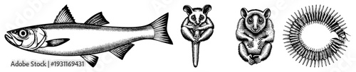 Classic black and white halftone drawings of fish, marsupials, and marine creature, engraved style, nature study, wildlife art, scientific illustration, vintage graphic.