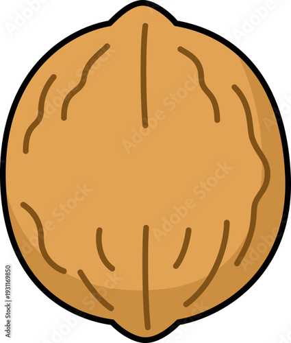 Walnut illustration