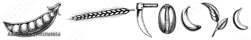Hand drawn botanical elements pea pod, wheat stalk,, pistachio, banana, tea leaves. Classic engraving style, vector.