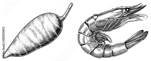 Detailed black and white engraving of shrimp and conch, marine biology sketch, seafood anatomy, classic etching style, scientific illustration.