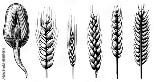 Botanical vector art depicting wheat stalks and grain seed, agrarian motifs, agricultural, stylized cereal plants, halftone design.