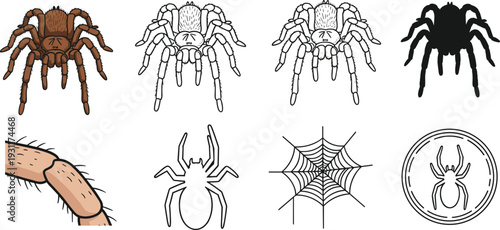 Tarantula Spider Vector Illustration Set with Brown Hairy Arachnid Character Silhouette Spiderweb and Leg Detail Icons for Halloween and Nature Design