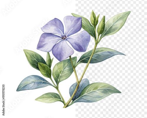 Watercolor Vinca Flower Art, Clean Minimal Floral vector illustration isolated on white background