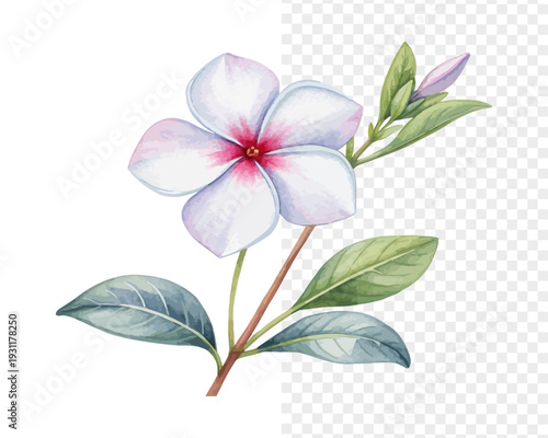 Watercolor Vinca Flower Art, Clean Minimal Floral illustration isolated on white background