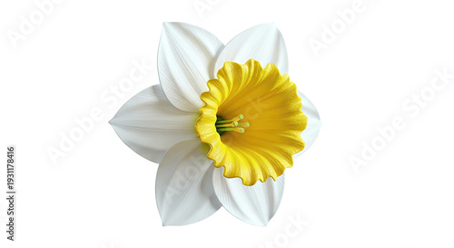 Wallpaper Mural White and Yellow Daffodil Flower Close-up Torontodigital.ca