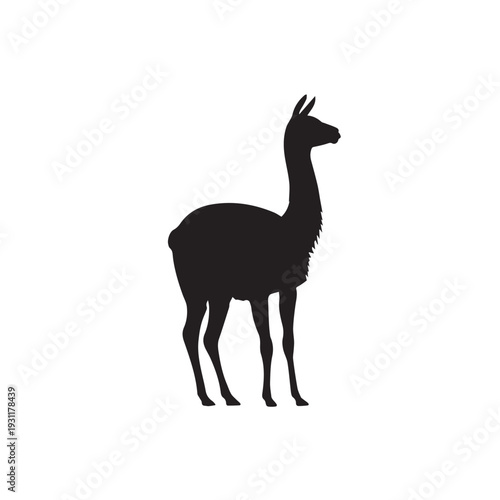 Vicuña silhouette showing slender body and graceful long neck standing.